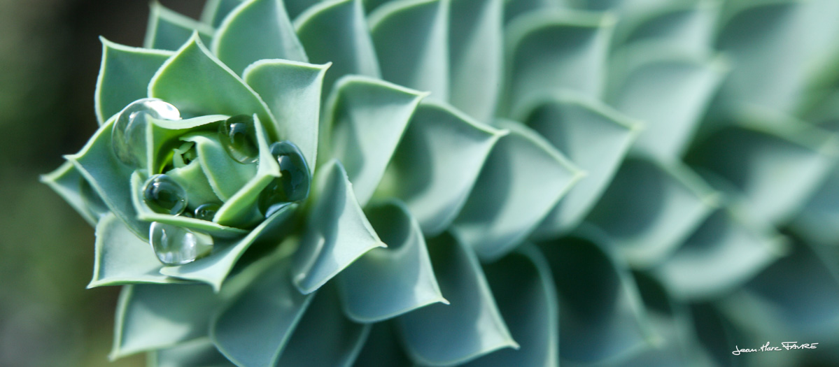 header photo